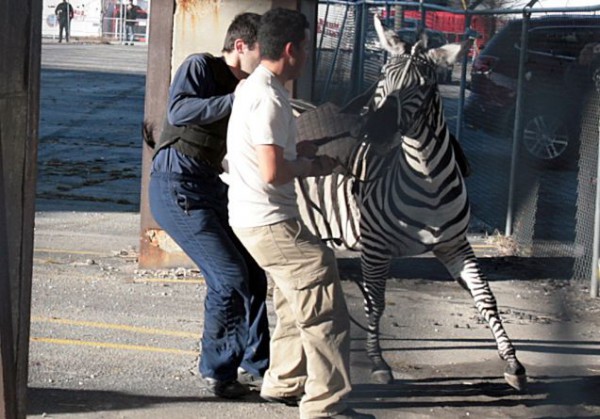 ODD Runaway Zebra Atlanta