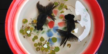 Canlı Olduğuna İddiaya Girilebilecek Gerçekçi Üç Boyutlu Akrilik Sanatı