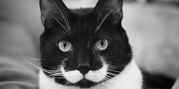 Bıyık Modası Akımına Kapılan 15 Komik Hayvan