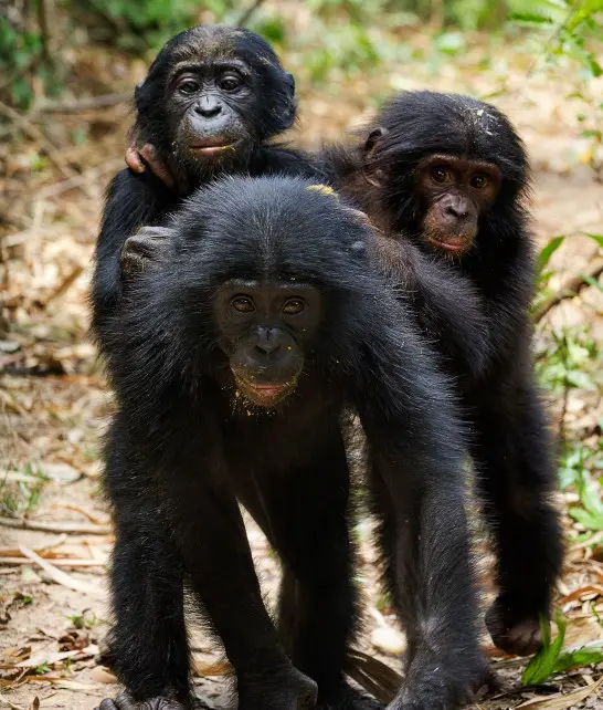 bonobo