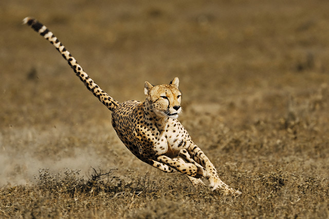 Cheetah giving chase