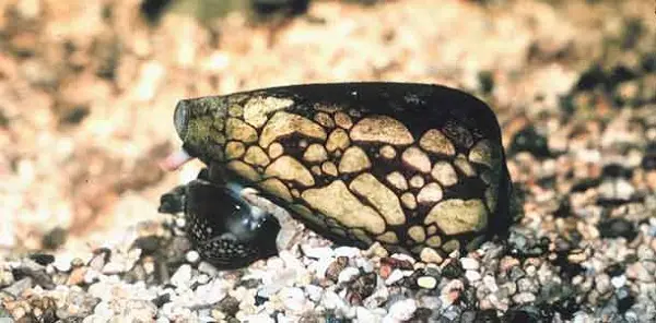 en-zehirli-hayvanlar-3
