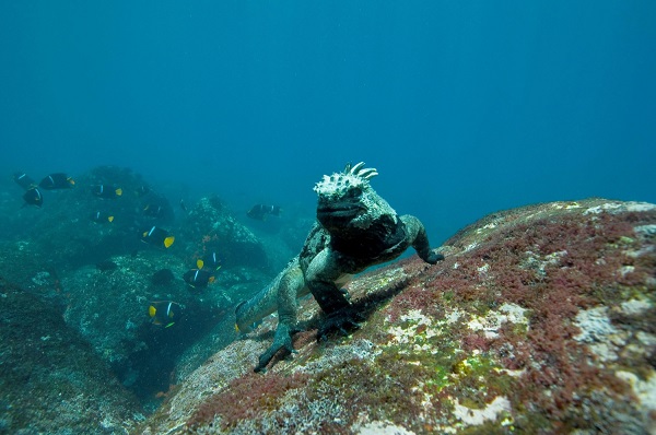 galapagos-adalari-05-deniz-iguanasi