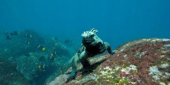 Evrim Teorisi’nin Kıvılcımı: 17 Maddede Galapagos Adaları