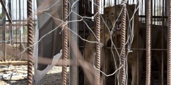 12 Karede Savaşın Vahşeti Ortasında Çaresizlik: Gazze Hayvanat Bahçesi