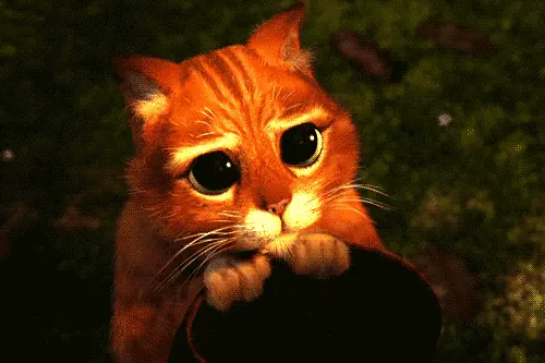 kedi