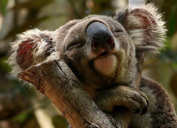 koala-uyumak