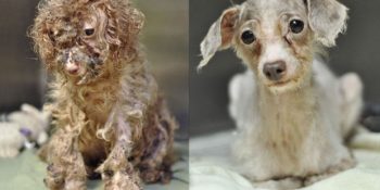 16 Kareyle Sevgiyle Hayat Bulmuş Sokaktan Kurtarılan Köpekler