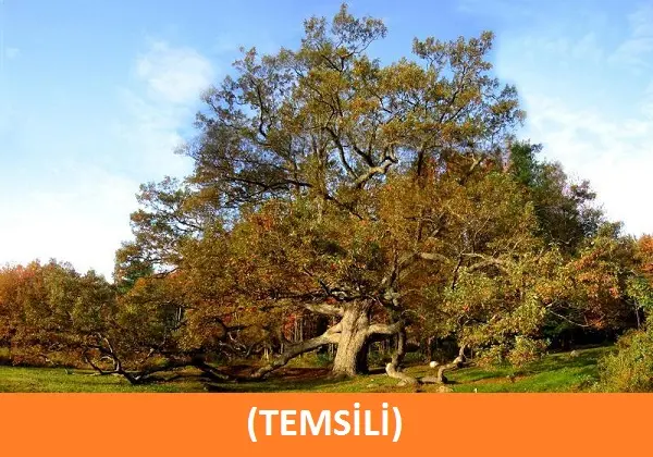 ulu-mese-temsili