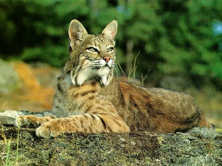 vasak