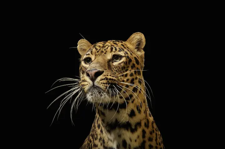 yabani-kedi-2