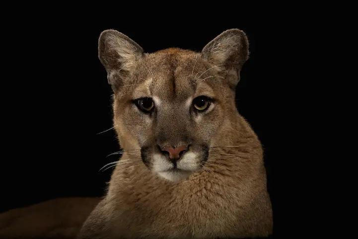 yabani-kedi-5