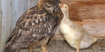 13 Duygusal Hikayeyle Kalbinize Dokunacak Hayvanlar