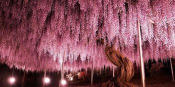 İnşaat Betonundan Fırlamasını İstediğimiz 15 Ağaç