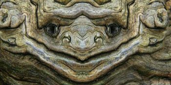 Vaktiyle Ent Olduğundan Şüphelendiğimiz 14 Ağaç