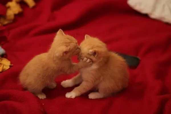 alin-yazimsin-kedi