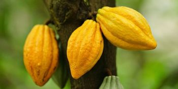 Ailesi Çok Uzakta Olan 18 Göçebe Bitki