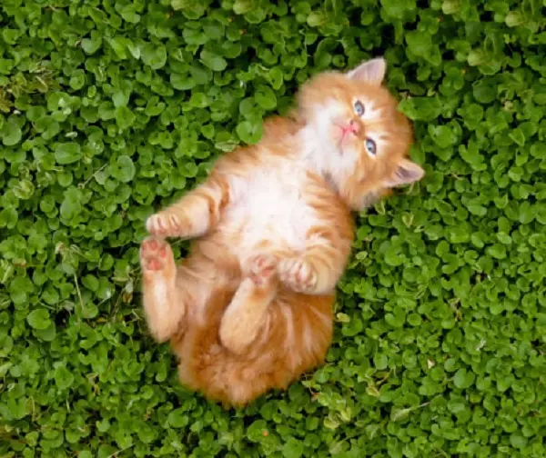 bulut-kedi