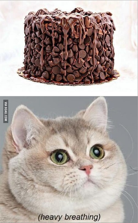 cikolatali-pasta-kedi