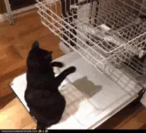 giphy (1)