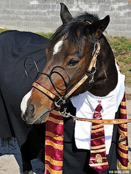 harry-potter-at