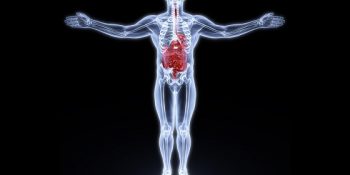 İkinci Beyin Nedir? Gerçekten Birden Fazla Beynimiz Olabilir mi?