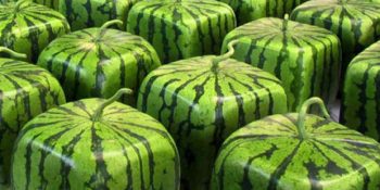 Rahatına Düşkünler Ülkesi: Japonya’dan Çıkan 15 Saçma İcat