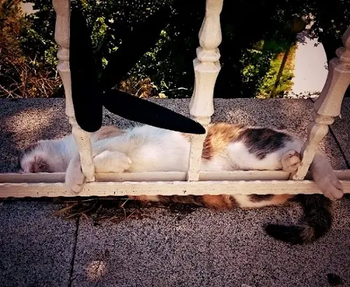 kadikoylu-kedi