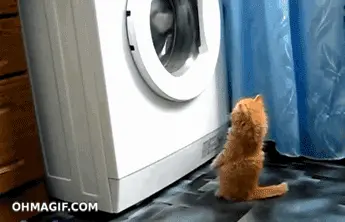 kedi