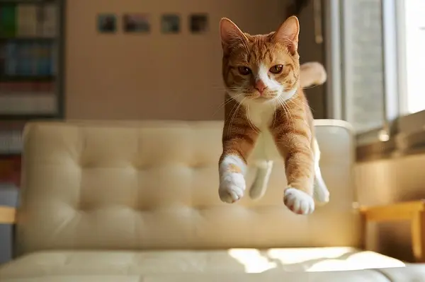 kedi-sarman