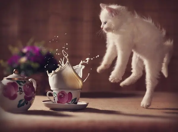 kedi-sut