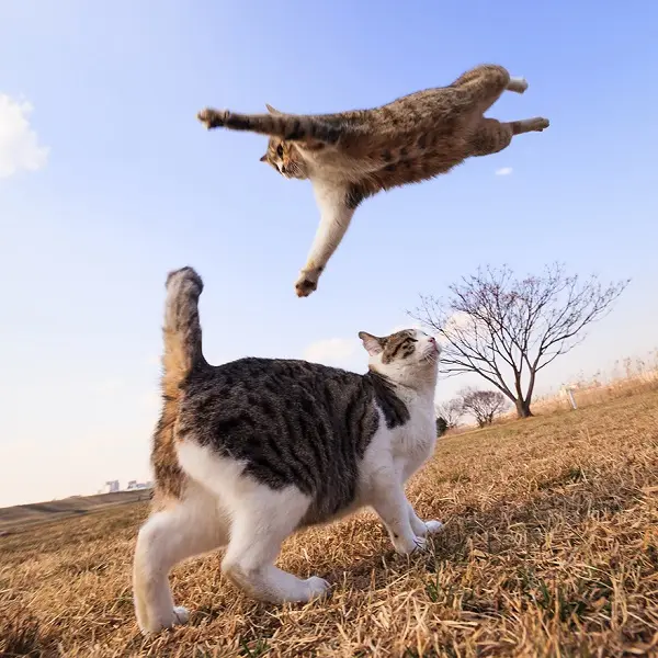 kedi-ucuyor
