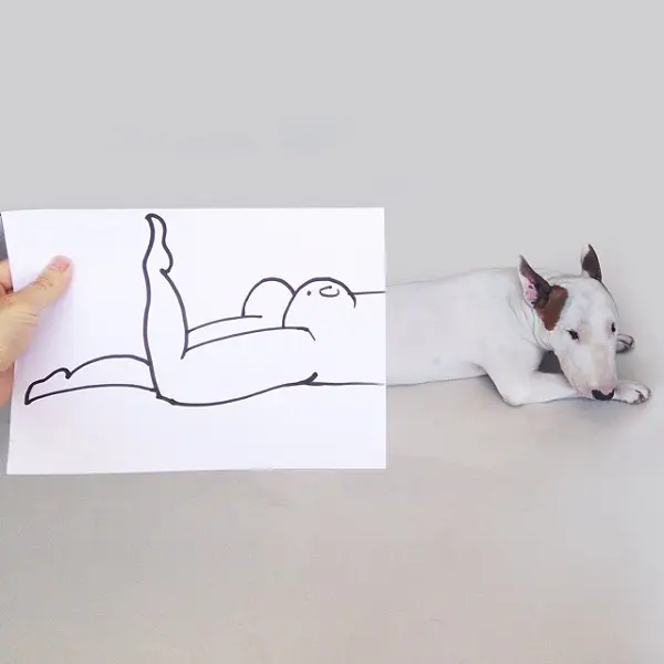 kopek-popo