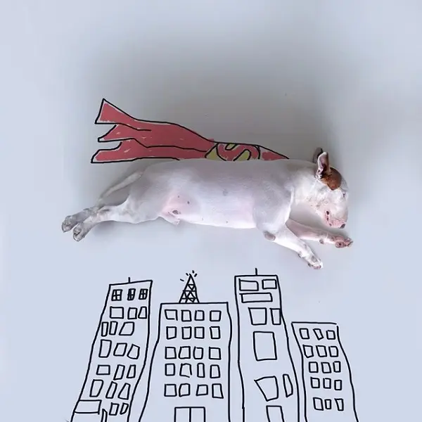 kopek-super-man