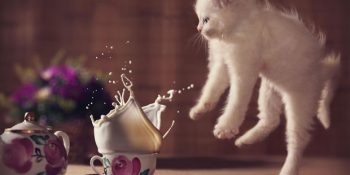 Uçar Gibi Oyun Oynayan 15 Kedi