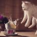 Uçar Gibi Oyun Oynayan 15 Kedi