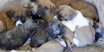 Niğde Hayvan Barınağı’nda Neler Oluyor?