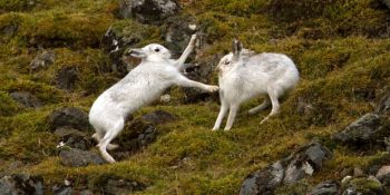 Yaa Çok Tatlış Dediğimiz Sevimli Havyanların 12 Kavga Anı