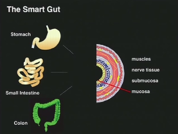 the-smart-gut