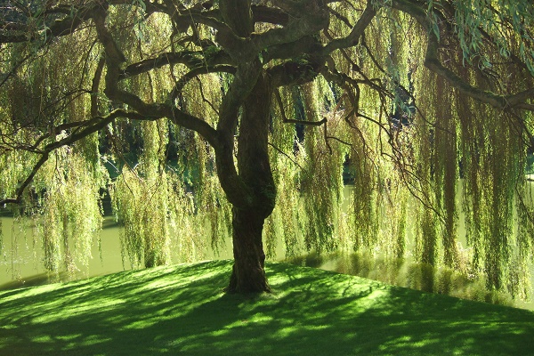 willow-tree-listelist
