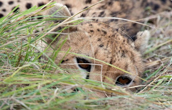2014-10-24 17_20_50-The watchful cheetah _ Leon Petrinos _ 10 Years and Under _ Wildlife Photographe