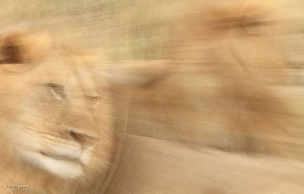 2014-10-24 17_24_12-Vanishing lions _ Skye Meaker _ 11-14 Years _ Wildlife Photographer of the Year