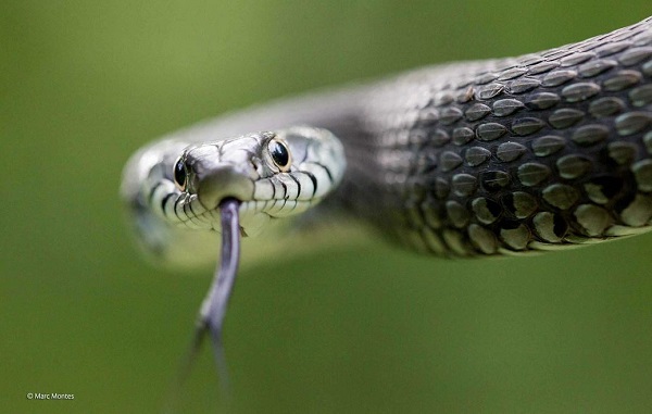 2014-10-24 17_24_45-Snake-eyes _ Marc Montes _ 11-14 Years _ Wildlife Photographer of the Year