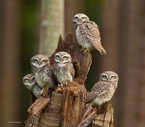 2014-10-24 17_25_28-Owlets united _ Sitara Karthikeyan _ 11-14 Years _ Wildlife Photographer of the