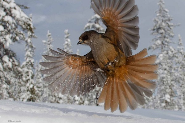 2014-10-24 17_26_43-Snowbird _ Edwin Sahlin _ 15-17 Years _ Wildlife Photographer of the Year