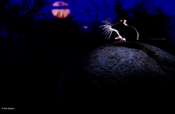 2014-10-24 17_30_10-The mouse, the moon and the mosquito _ Alexander Badyaev _ Mammals _ Wildlife Ph