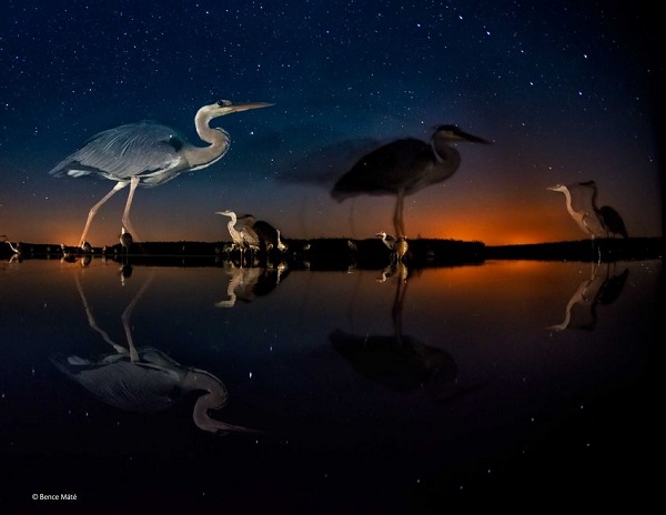 2014-10-24 17_36_49-Herons in time and space _ Bence _ Birds _ Wildlife Photographer of the Yea