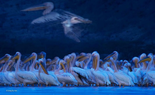 2014-10-24 17_39_07-Night of the pelicans _ Greg du Toit _ Birds _ Wildlife Photographer of the Year