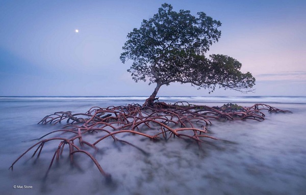 2014-10-24 17_49_45-Beach guardian _ Mac Stone _ Plants and Fungi _ Wildlife Photographer of the Yea