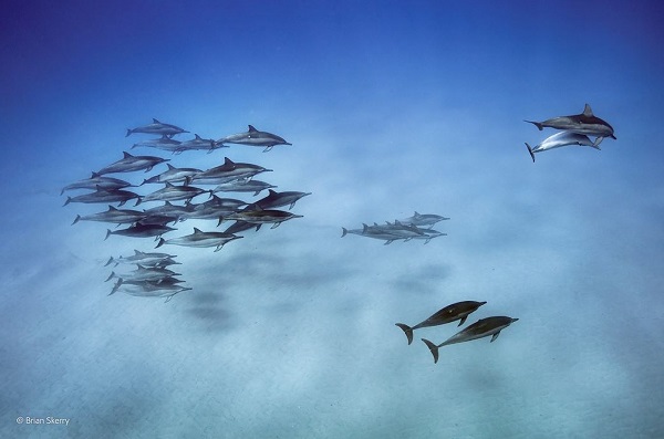 2014-10-24 17_56_25-Dolphin downtime _ Brian Skerry _ Underwater Species _ Wildlife Photographer of